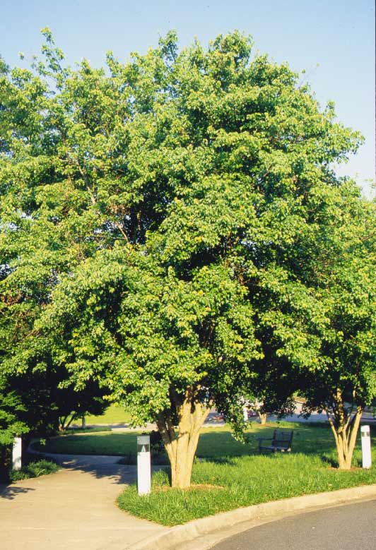 Trident Maple