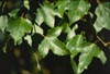 Trident Maple Leaves