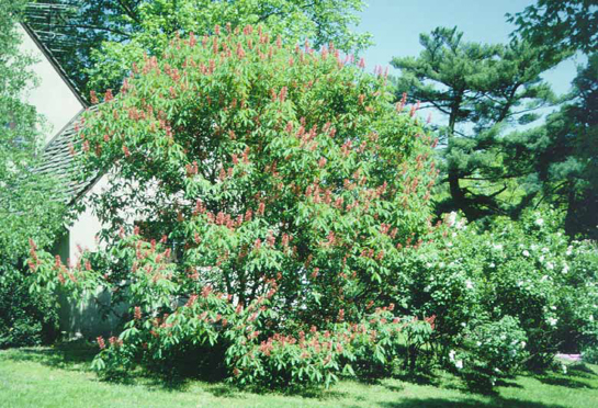 Red Buckeye tree in flower