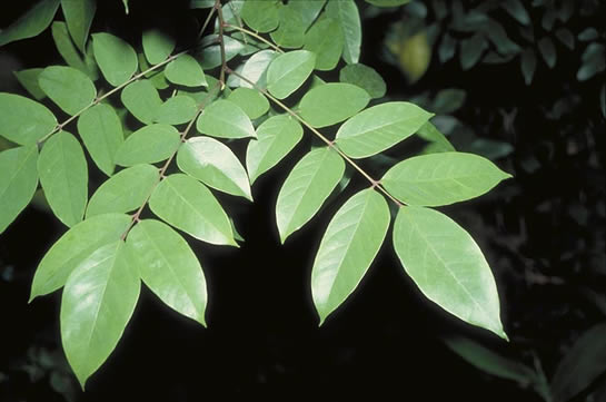 Starfruit leaves