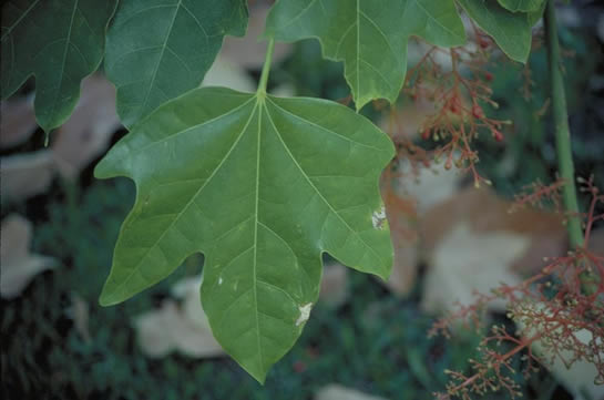 Flame Bottletree Leaves