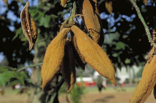 Flame Bottletree seed pods