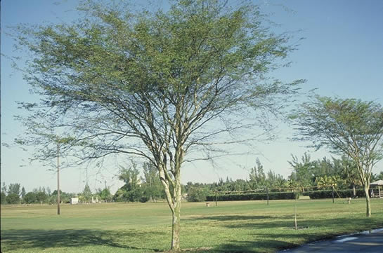 Bridalveil Tree