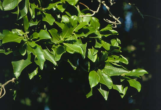 Cape Chestnut Leaves