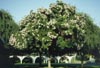 Cape Chestnut Tree in Flower