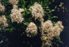 Cape Chestnut Flowers