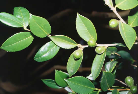 Tea-Oil Camellia Leaves