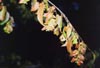American Hornbeam or Musclewood Leaves