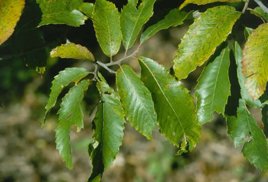Alleghany Chinkapin Leaves