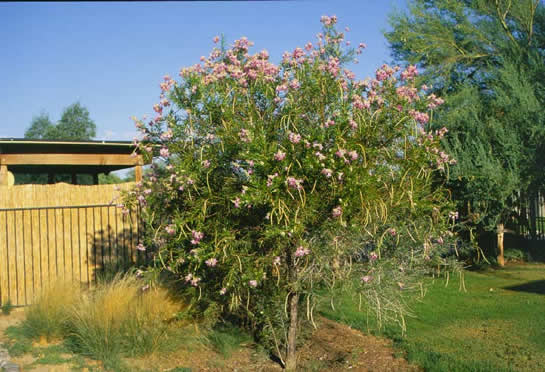 Desert-Willow in Flower