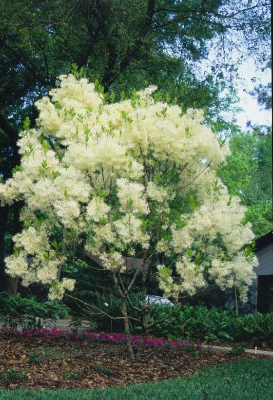 Fringetree Flowers