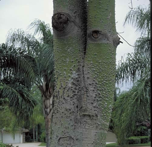Floss Silk Tree Trunk
