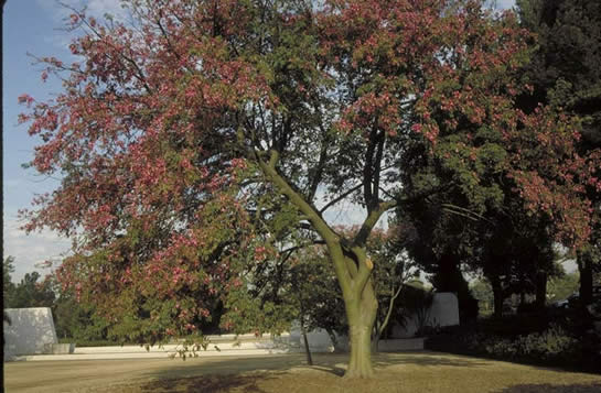 Floss Silk Tree in Flower