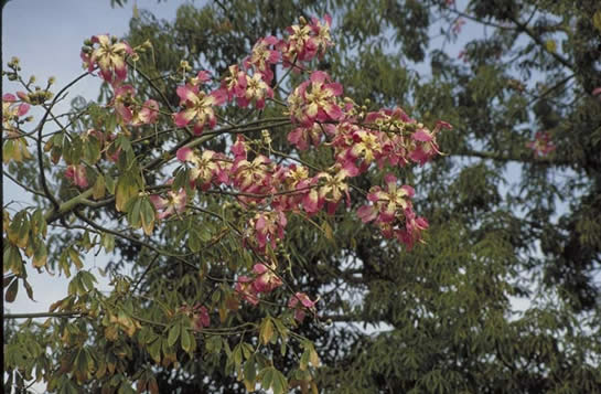 Floss Silk Tree Flowers