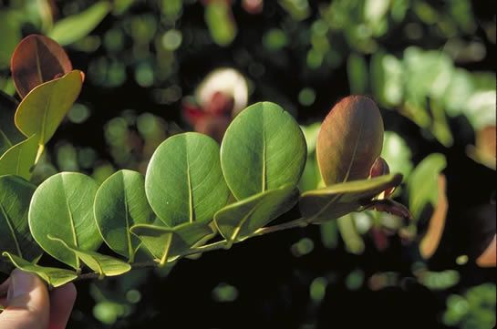 Cocoplum Leaves