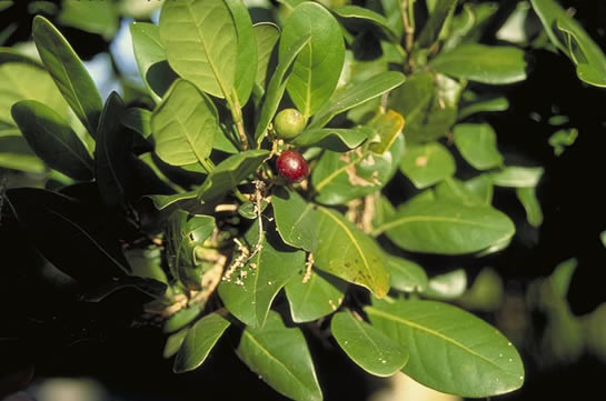 Pigeon Plum Berries