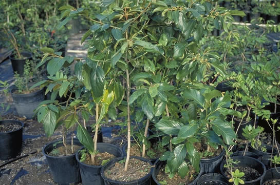 Coffee Colubrina Trees