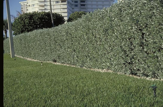 Silver Buttonwood Hedge