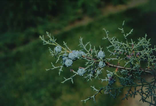 Arizona Cypress Seeds