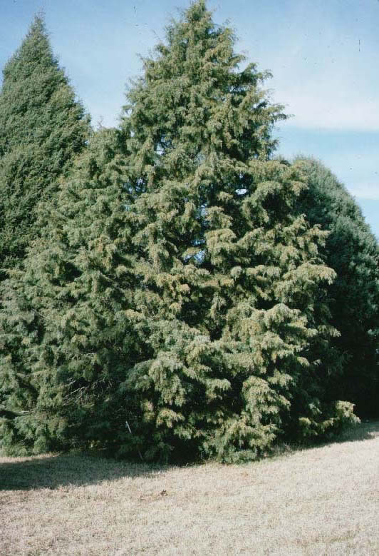 Arizona Cypress