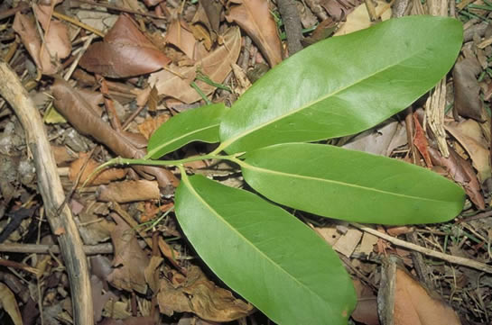 Ebony Leaves