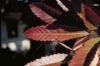 Bronze Loquat Leaves