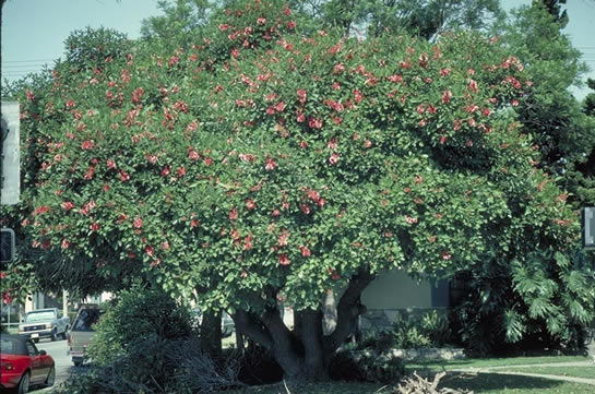 Cockspur Coral Tree in Flower