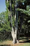 Upright Coral Tree