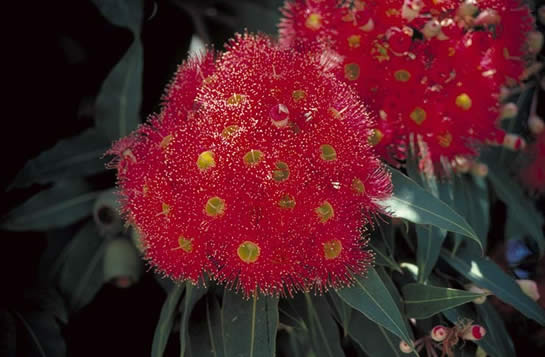 Red-flowered Gum Flowers