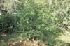 Eugenia rhombia, Stopper Tree