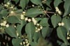 Eugenia rhombia, Stopper Flowers
