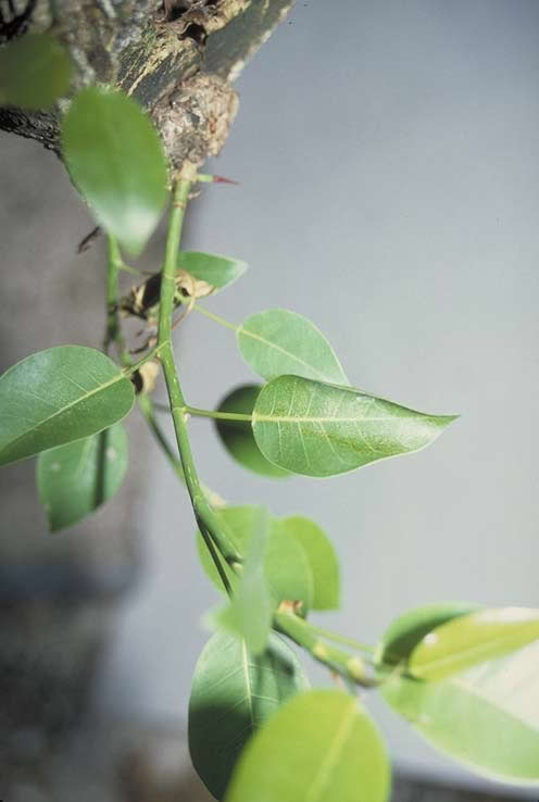 Shortleaf Fig Leaves