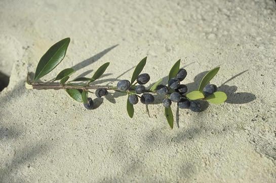Wild Olive with Olives on Branch