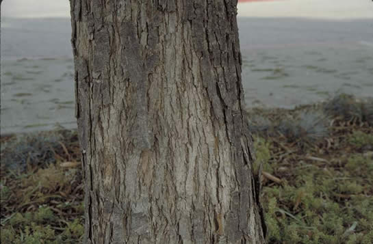 Australian Willow Bark