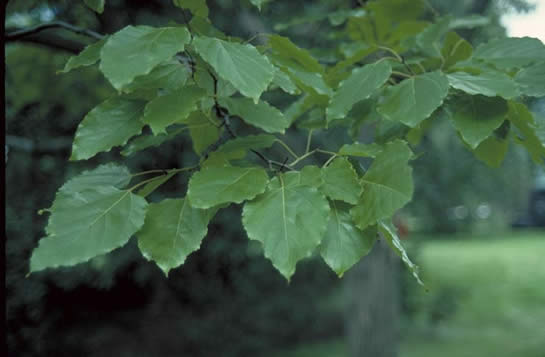 Japanese Raisin Tree leaves