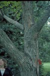Japanese Rasin Tree bark