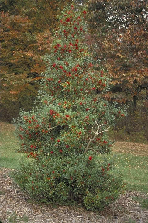 Foster's Holly