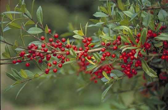 Foster's Holly Berries