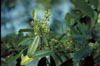 Dahoon Holly Flower Buds