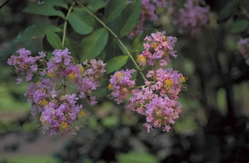 Muskogee Crapemyrtle Flowers