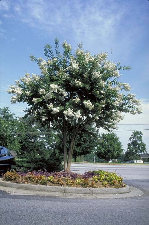Natchez Crapemyrtle in Flower