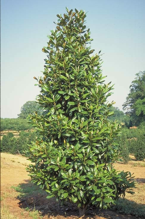 Greenback Magnolia