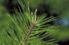 Spruce Pine Needles