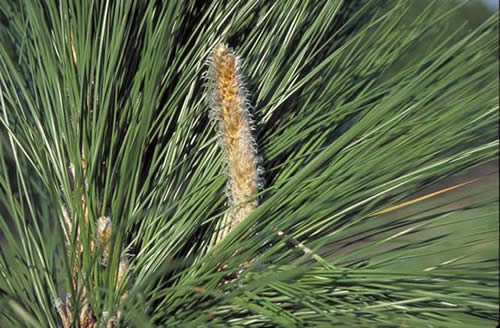 Longleaf Pine Needles