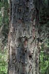 Longleaf Pine Bark