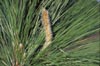 Longleaf Pine Needles