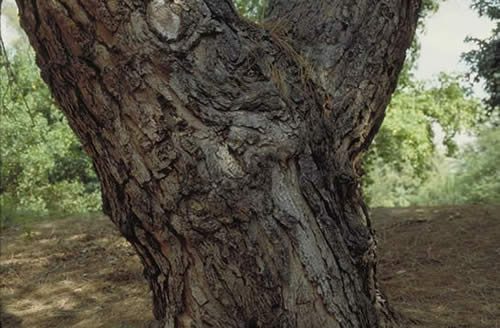 Italian Stone Pine Bark
