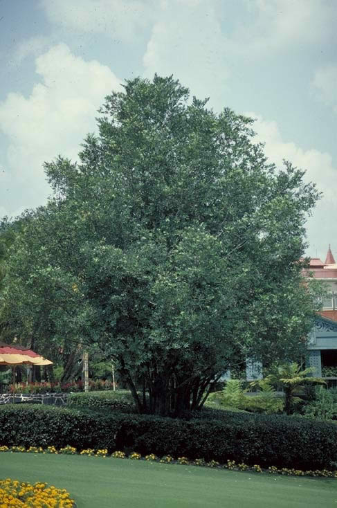 Nagi Podocarpus