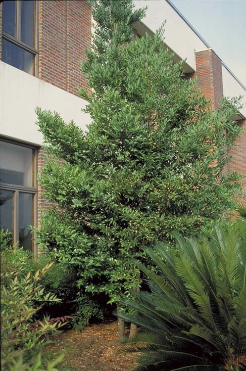 Nagi Podocarpus