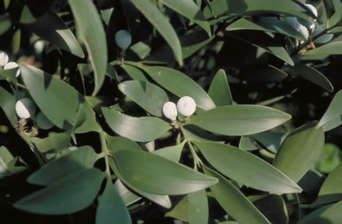 Nagi Podocarpus Leaves